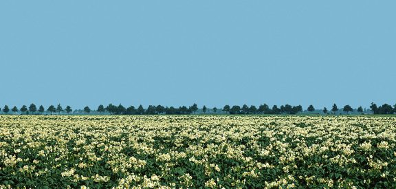 Avebe-actueel-aardappelveld